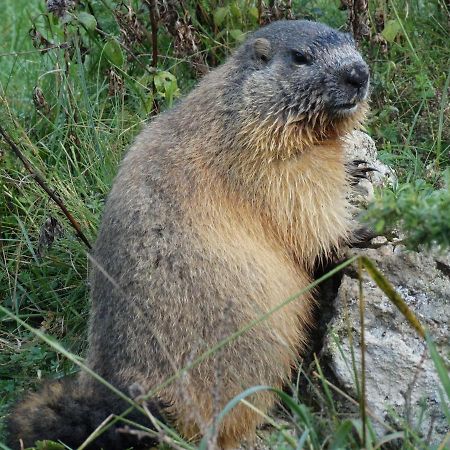 カヴァルニLa P'Tite Marmotteアパートメント エクステリア 写真