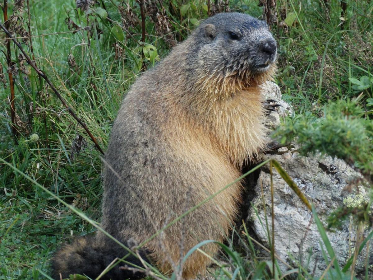 カヴァルニLa P'Tite Marmotteアパートメント エクステリア 写真